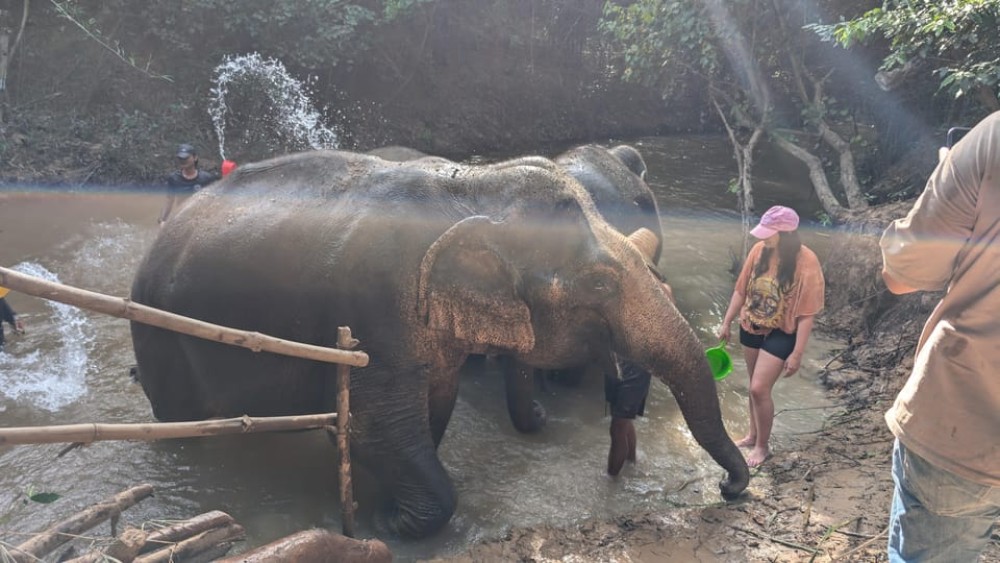 Cambodia Elephant Sanctuary Include Hotel Transfer Roundtrip | ®ExcursionMania