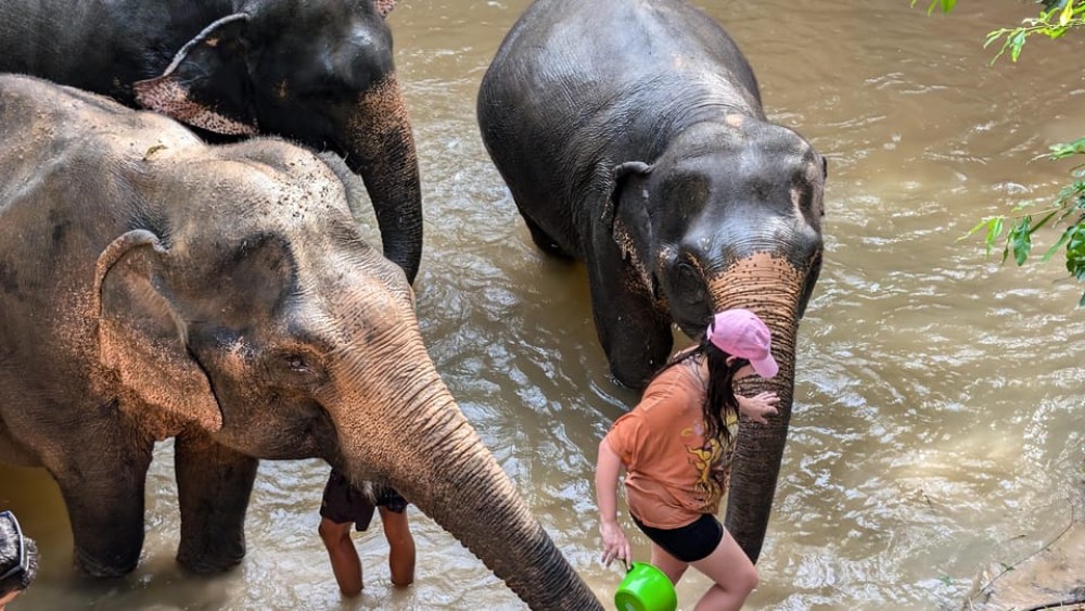 Cambodia Elephant Sanctuary Include Hotel Transfer Roundtrip | ®ExcursionMania