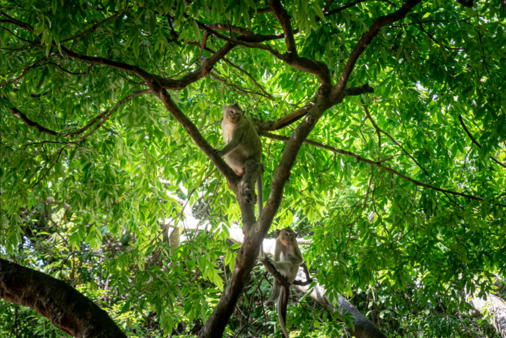 Phnom Penh: Phnom Oudong & Koh Chen Village - Lunch include | ®ExcursionMania