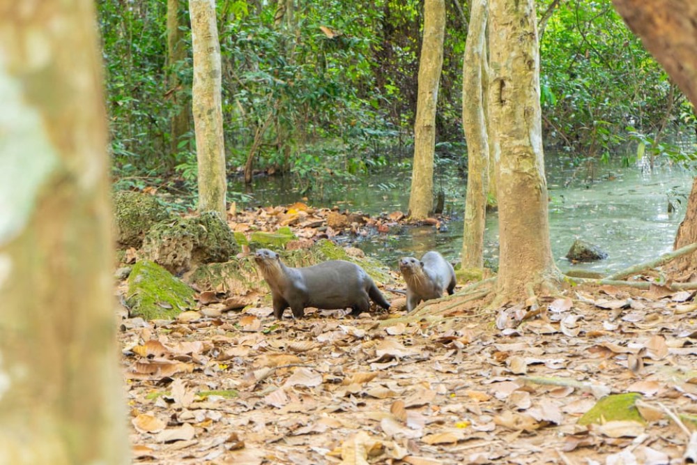 Siem Reap: Angkor Sunset Bike & Boat Tour w/ Drinks & Snacks | ®ExcursionMania