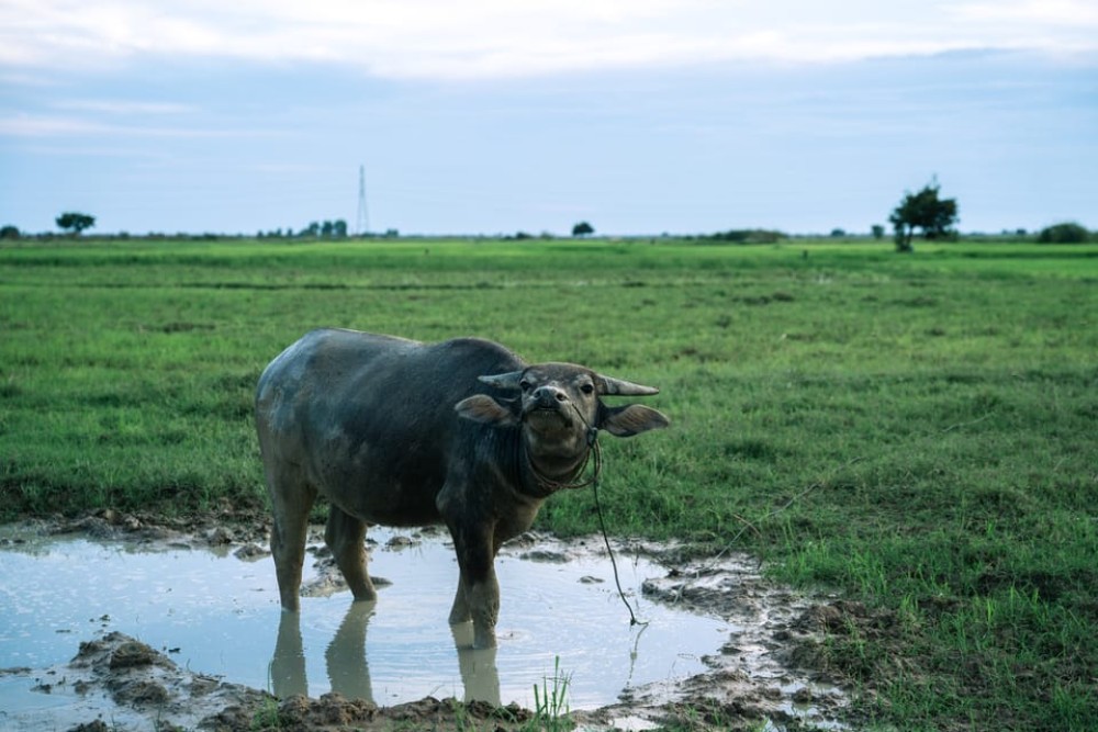 Get ready for an exciting adventure with the Siem Reap Quad Bike Tour | ®ExcursionMania