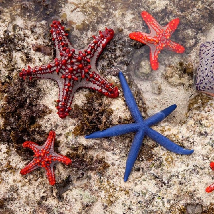 Kuza Cave Tour, Blue Lagoon, The Rock Restaurant, Paje Beach | ®ExcursionMania