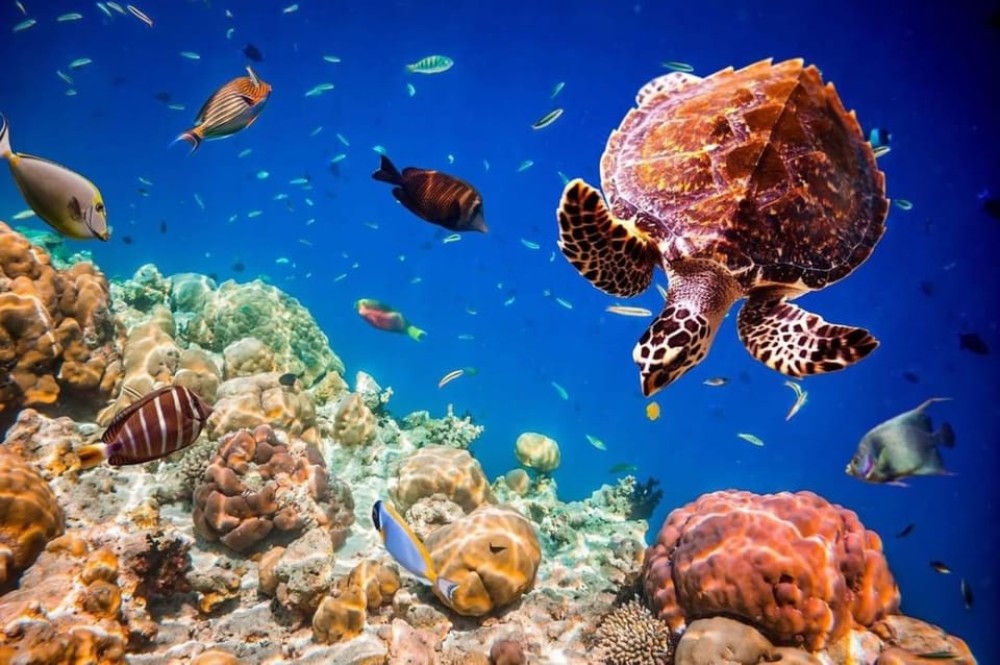 Jozani Forest, Pongwe, Snorkeling with Turtles, Clear Kayak | ®ExcursionMania