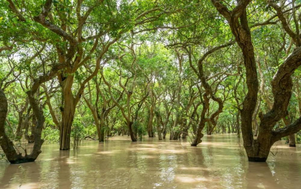 Kompong Pluk Tour | ®ExcursionMania