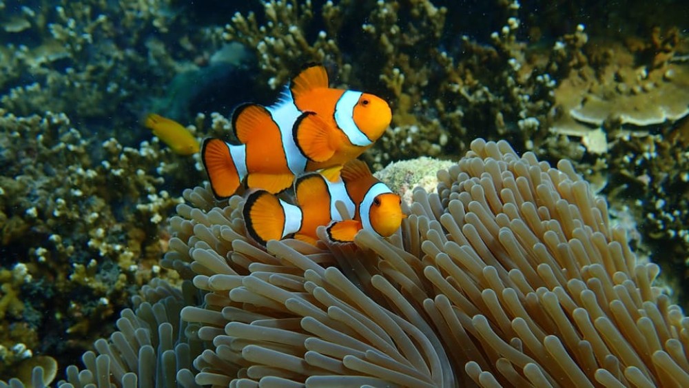 From Phuket: Surin Islands Snorkeling Day Trip with Lunch | ®ExcursionMania