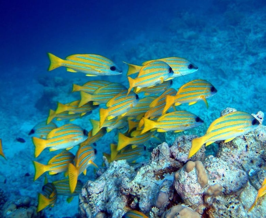 Dolphin Tour, Starfish Tour, Blue Lagoon, The Rock, Jozani | ®ExcursionMania