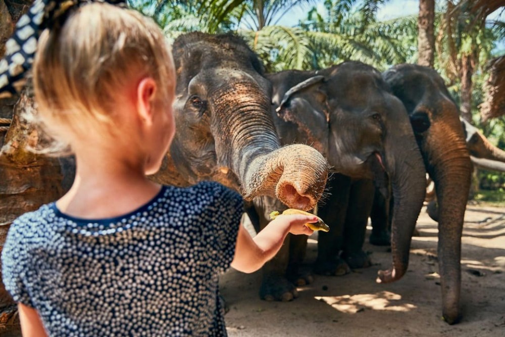 Phuket: Full-Day Tour with Phuket town, Temple, ATV and Tiger | ®ExcursionMania