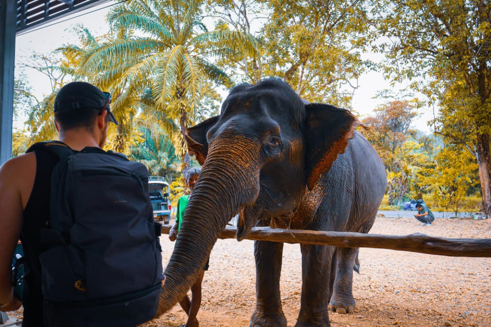 Phuket: Full-Day Tour with Phuket town, Temple, ATV and Tiger | ®ExcursionMania