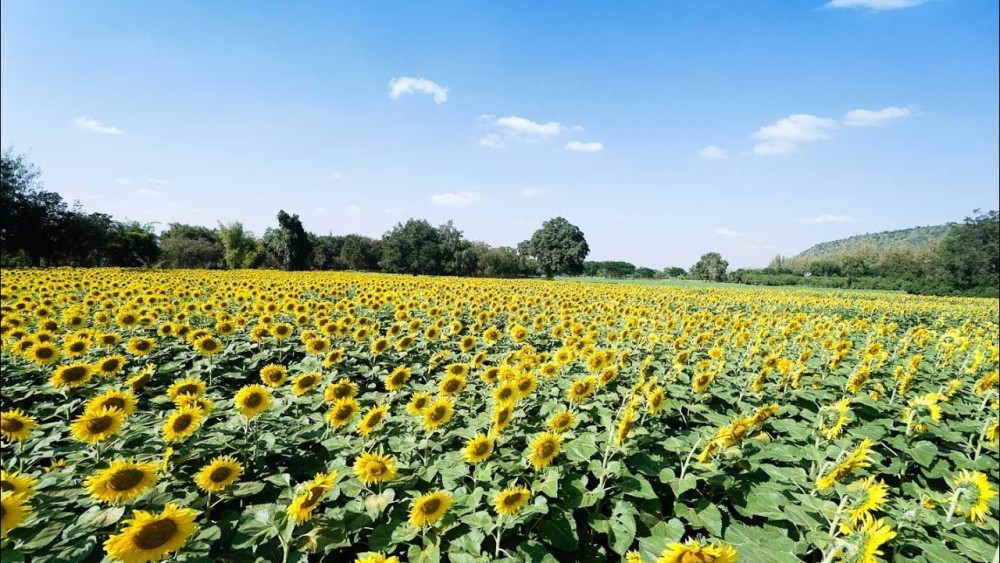 Bangkok: Private Khao Yai Day Tour | ®ExcursionMania