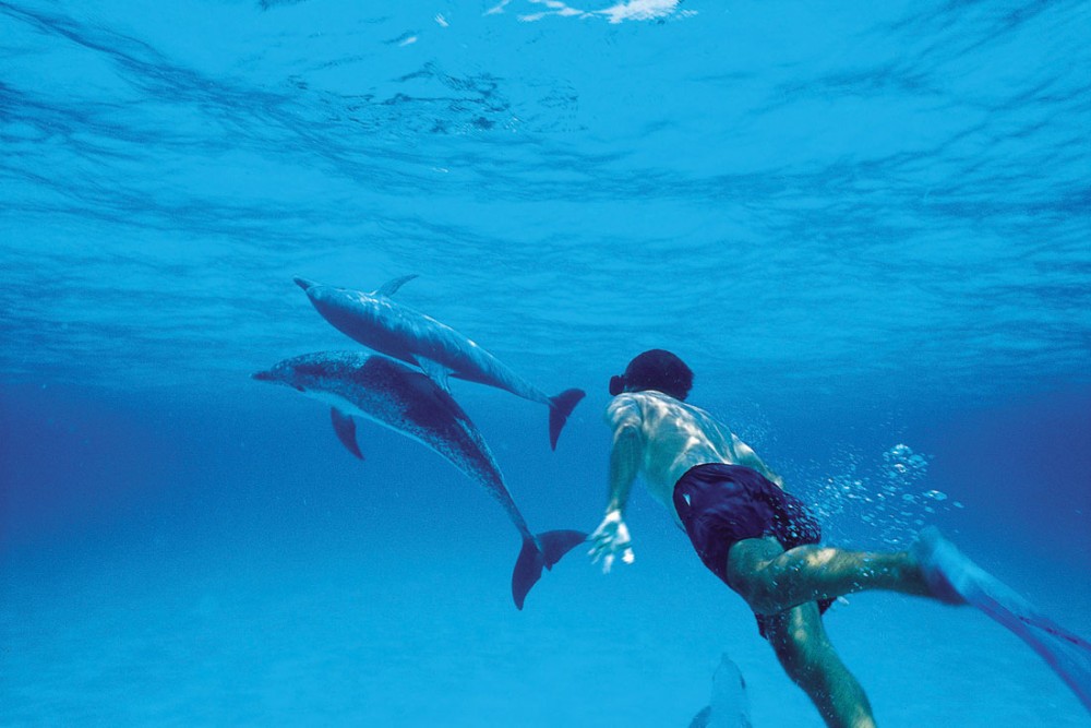 From Kendwa: Mnemba Boat Trip and Dolphin Snorkel Adventure | ®ExcursionMania