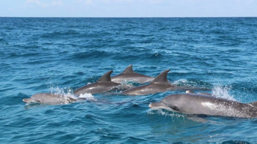 Zanzibar: Mnemba Snorkeling and Dolphin Tour with Dhow Boat | ®ExcursionMania