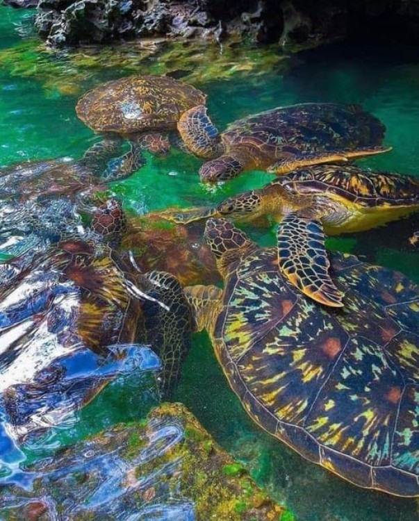 Zanzibar: Swim with Sea Turtles at Baraka or Salaam Aquarium | ®ExcursionMania