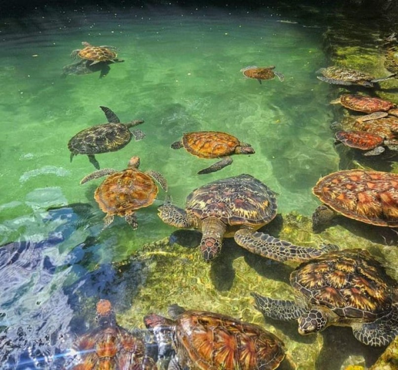 Zanzibar: Swim with Sea Turtles at Baraka or Salaam Aquarium | ®ExcursionMania