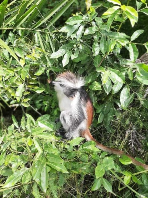 Zanzibar: Jozani Forest Walking Tour | ®ExcursionMania