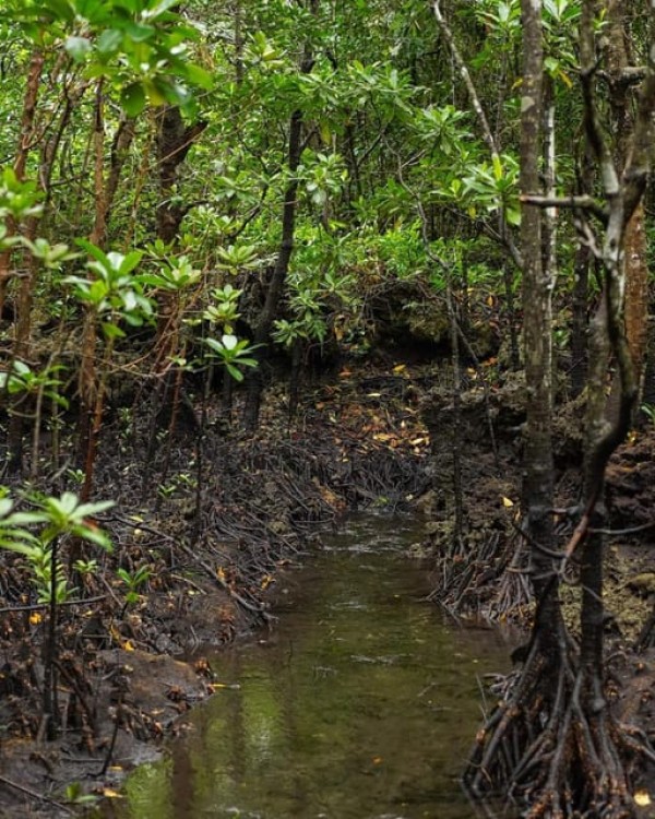 Zanzibar: Jozani Forest with Stone Town Walking Tour | ®ExcursionMania
