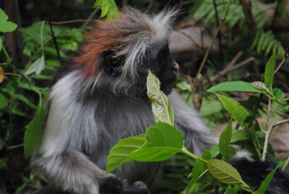 Zanzibar: Jozani Forest with Stone Town Walking Tour | ®ExcursionMania