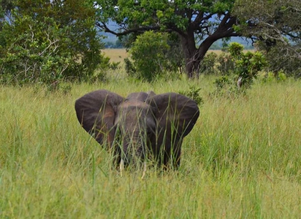 Day Trip Safari From Zanzibar to Mikumi Using Ferry and SGR | ®ExcursionMania