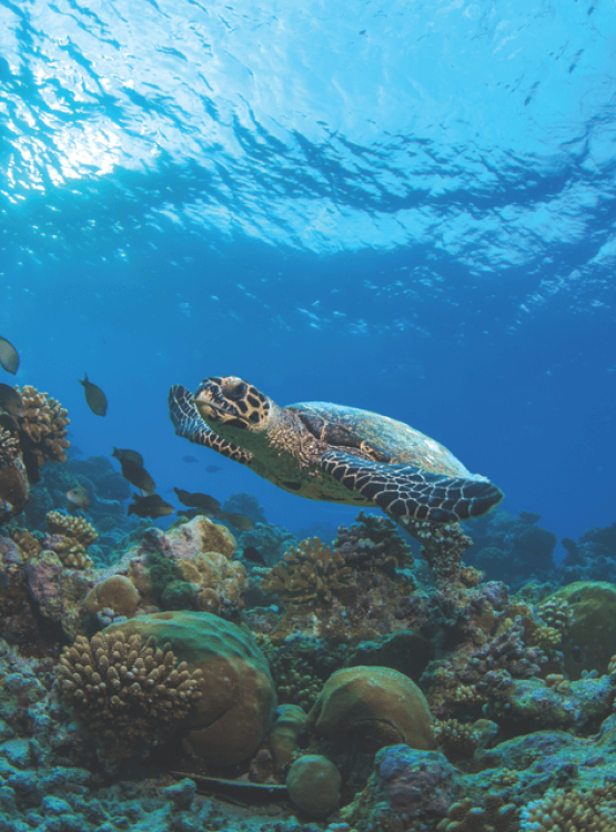 Phuket: Similan Islands Boat Trip with 3 Meals and Transfer | ®ExcursionMania