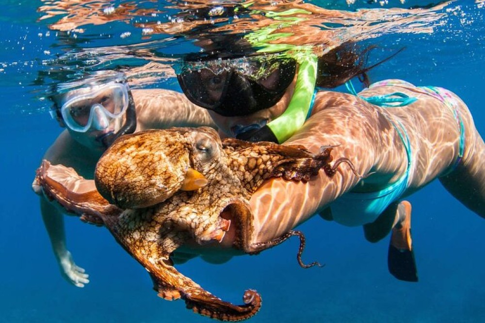 Bali Blue Lagoon Snorkeling with Private Transfer & Lunch | ®ExcursionMania