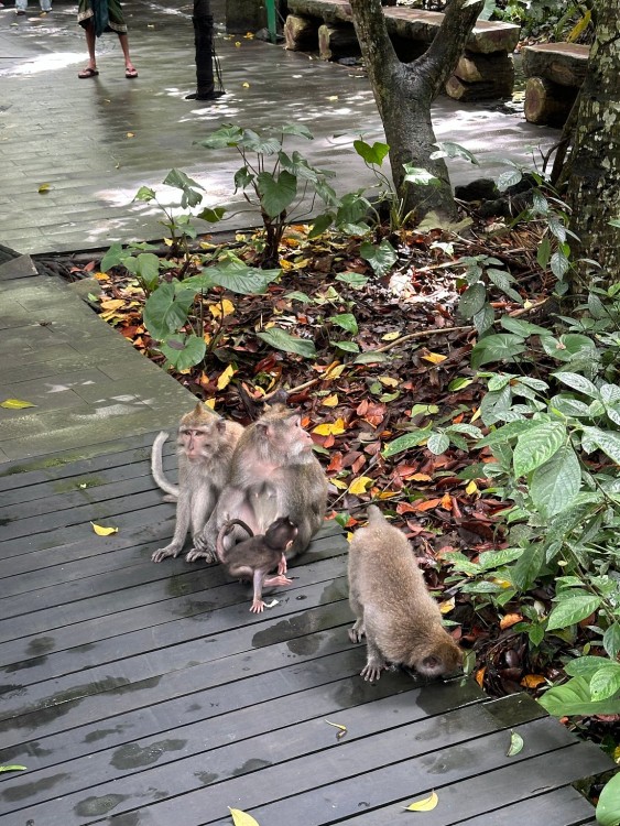 Ubud - All Inclusive Private Day Tour | ®ExcursionMania