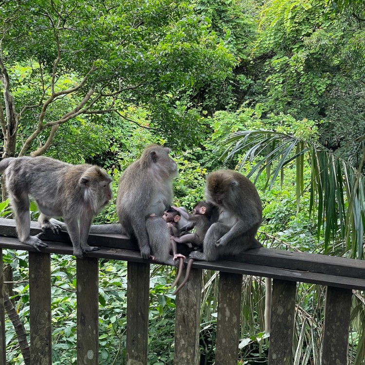 Ubud - All Inclusive Private Day Tour | ®ExcursionMania