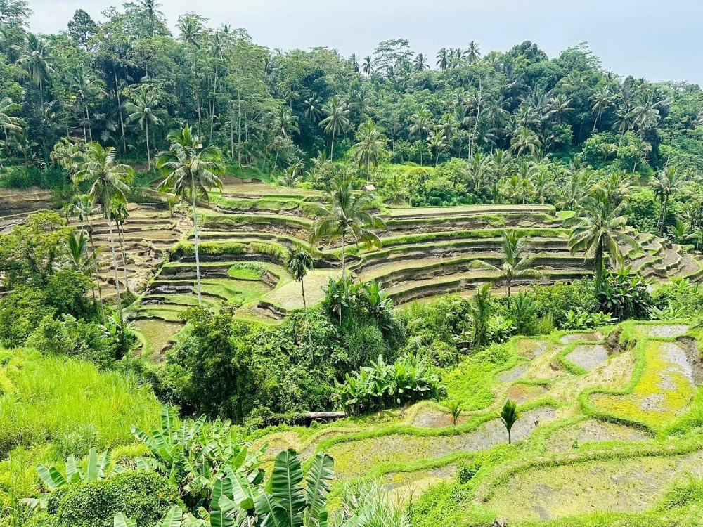 Ubud - All Inclusive Private Day Tour | ®ExcursionMania
