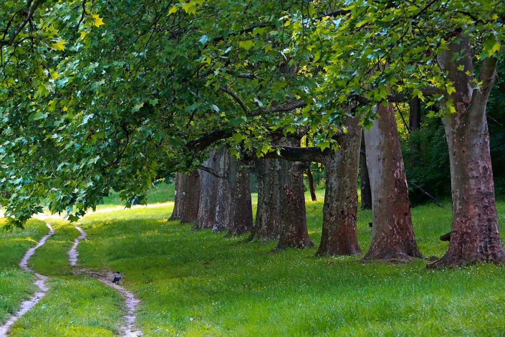 Belgrade: Kosutnjak forest hiking tour | ®ExcursionMania