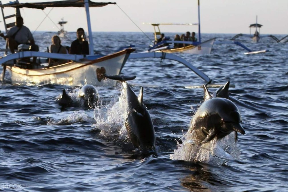 Lovina/Bali: Dolphin Watching Tour, Swimming and Snorkeling | ®ExcursionMania