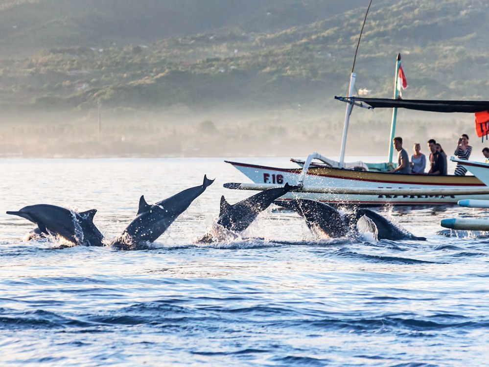 Lovina/Bali: Dolphin Watching Tour, Swimming and Snorkeling | ®ExcursionMania