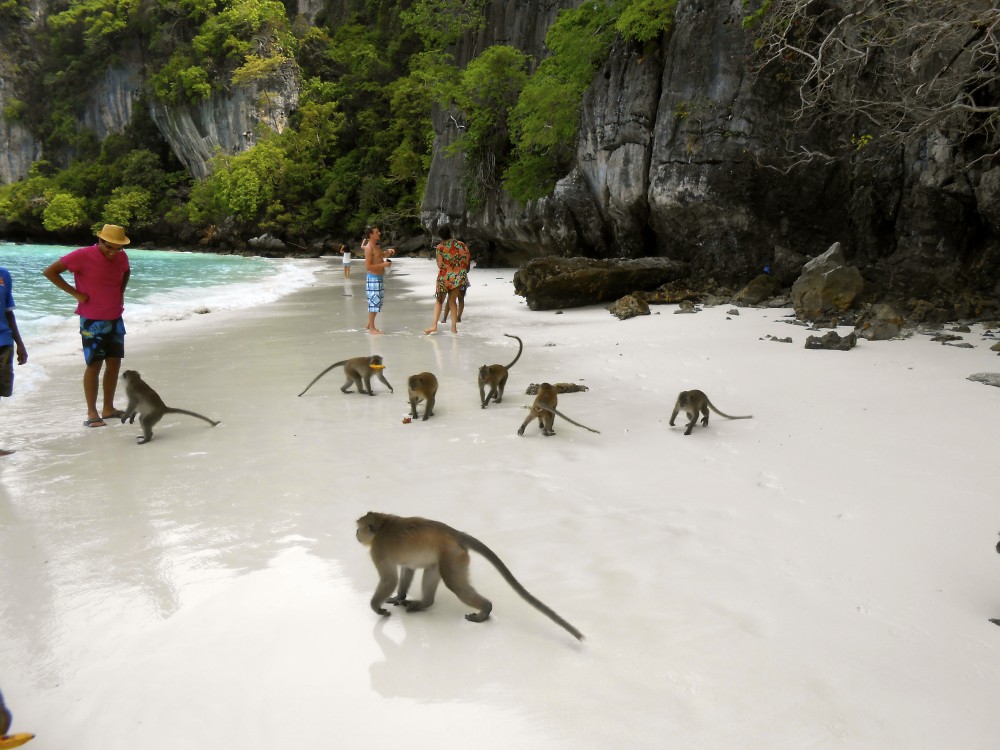 Dolphin Tour, Ngonga Cave, Monkeys, Paje Beach, The Rock | ®ExcursionMania