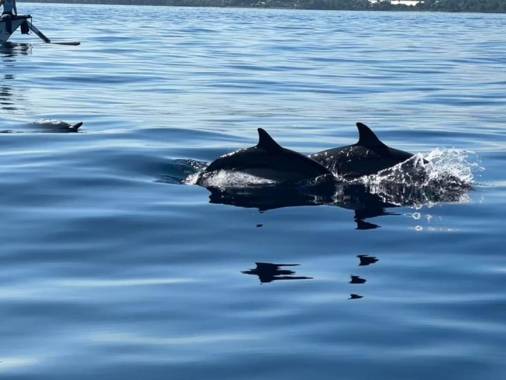 North Bali: Dolphin, Ulun Danu Temple, & Banyumala Waterfall | ®ExcursionMania