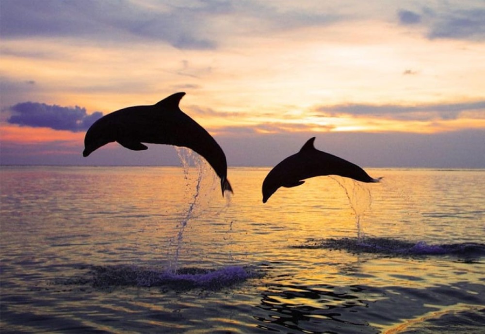 Bali: Dolphin Swimming Tour with ATV Quad Bike & Waterfall | ®ExcursionMania
