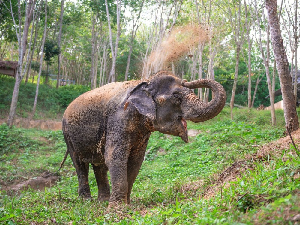 Phuket: Phuket Elephant Care Sanctuary ECO Tour | ®ExcursionMania