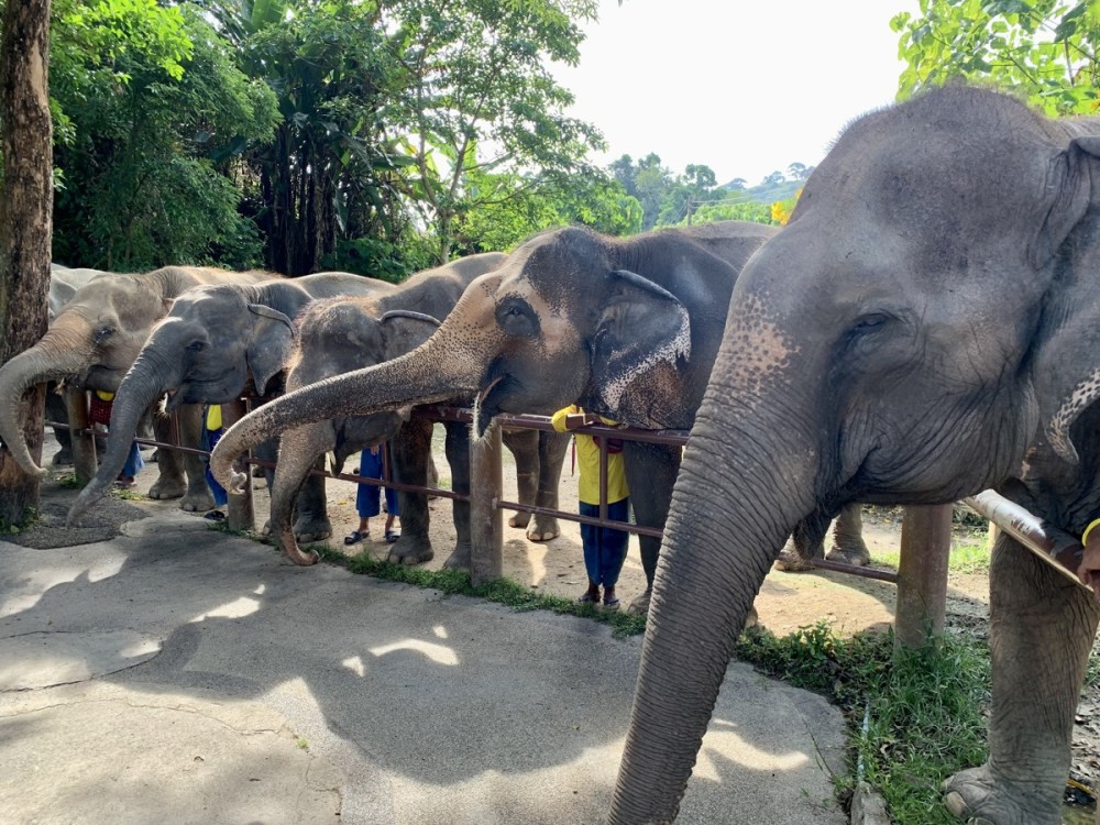 Phuket: Half-Day Elephant Explorer at Phuket Elephant Care | ®ExcursionMania