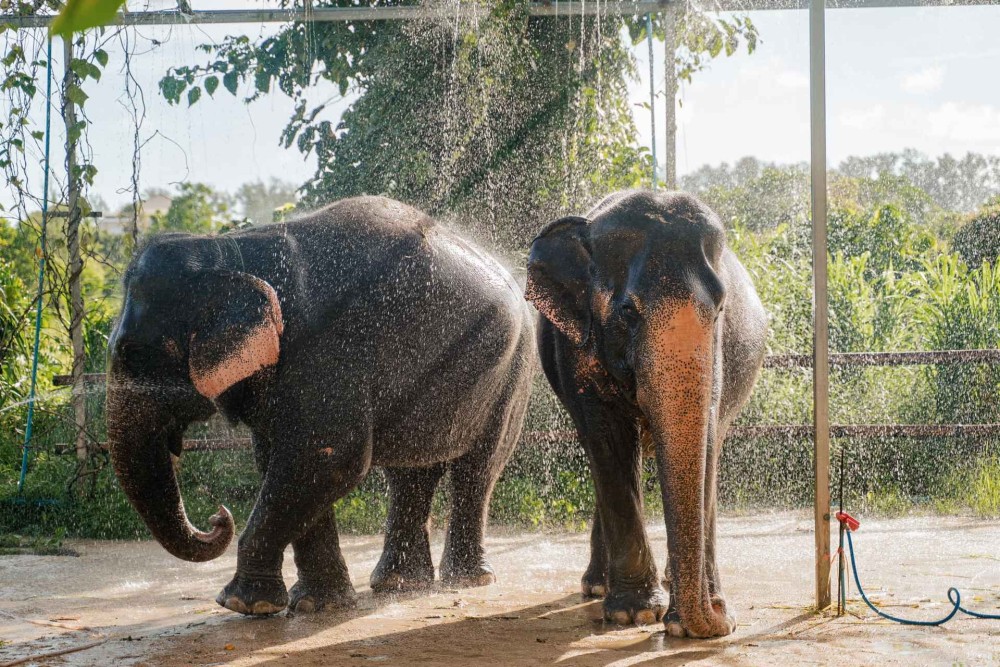 Phuket: Half-Day Elephant Explorer at Phuket Elephant Care | ®ExcursionMania