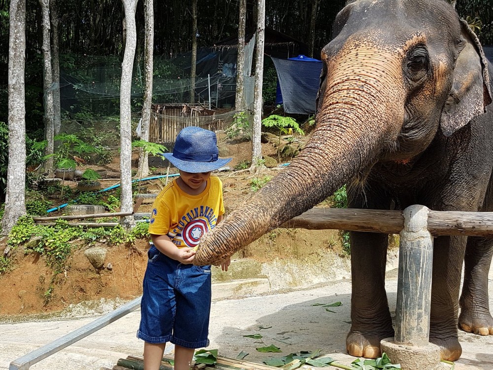 Phuket: Half-Day Elephant Explorer at Phuket Elephant Care | ®ExcursionMania
