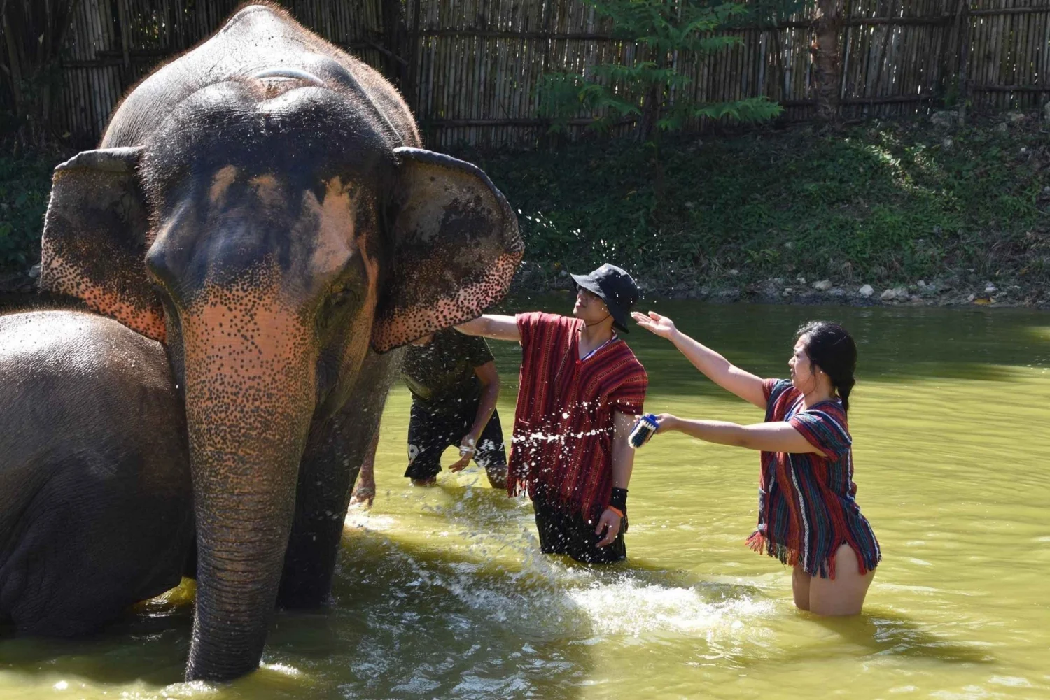 Phuket: Half-Day Elephant Explorer at Phuket Elephant Care | ®ExcursionMania