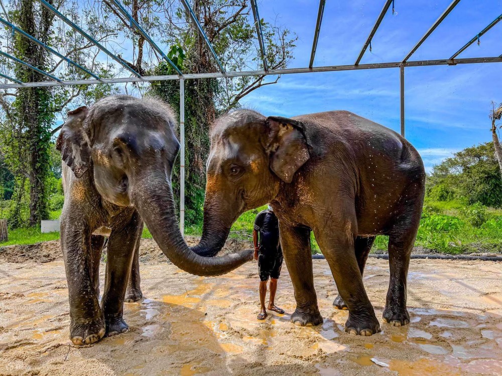 Phuket: Half-Day Elephant Explorer at Phuket Elephant Care | ®ExcursionMania