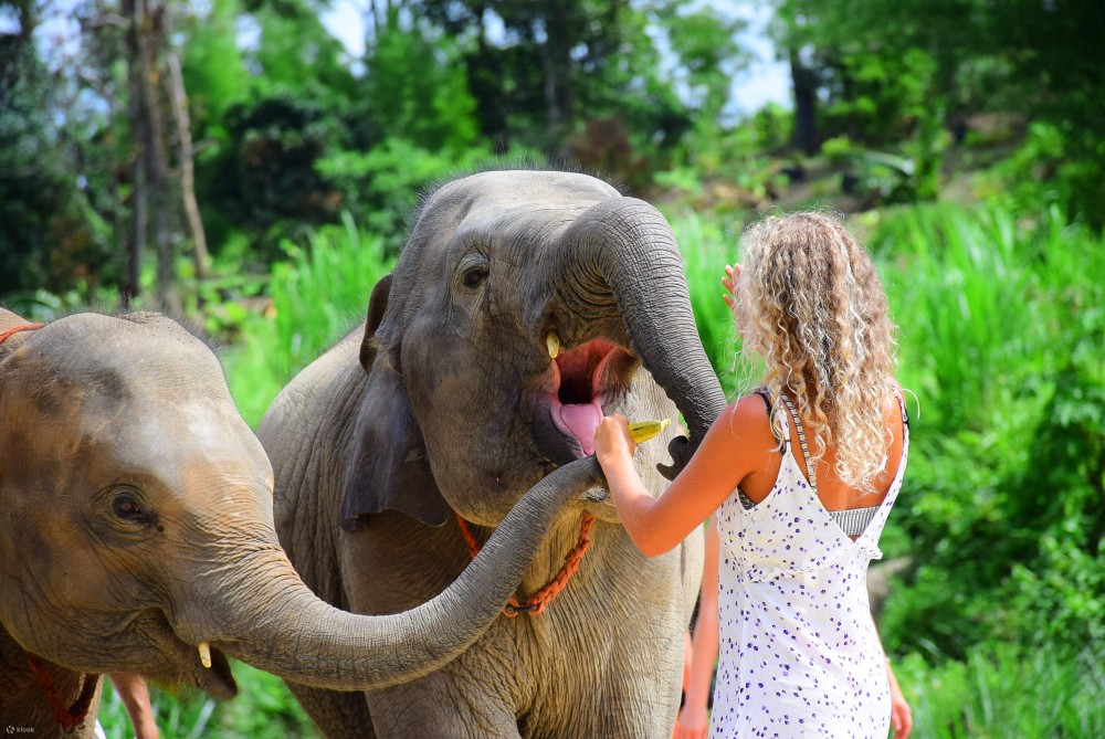 Phuket: Half-Day Elephant Explorer at Phuket Elephant Care | ®ExcursionMania