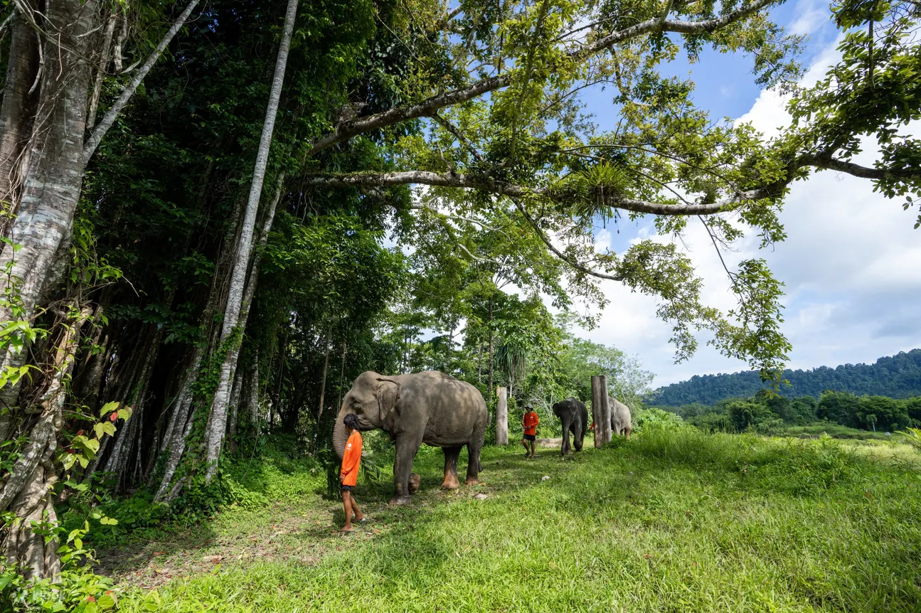Phuket: Half-Day Elephant Explorer at Phuket Elephant Care | ®ExcursionMania