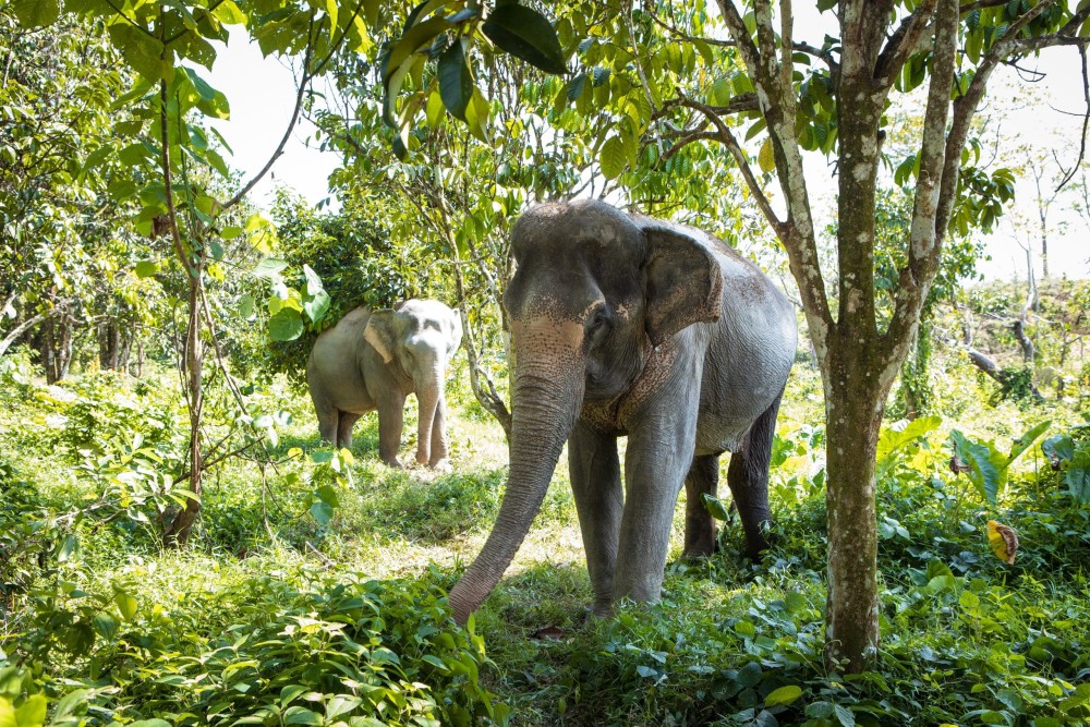 Phuket: Half-Day Elephant Explorer at Phuket Elephant Care | ®ExcursionMania