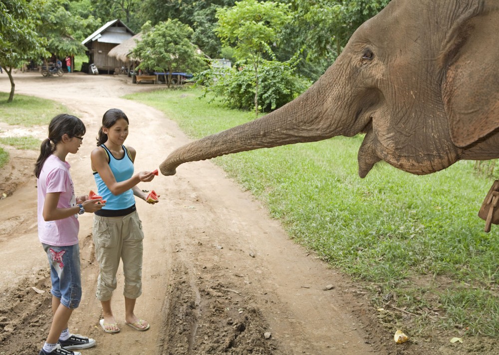 Phuket: Feeding Elephants at Phuket Elephant Care | ®ExcursionMania