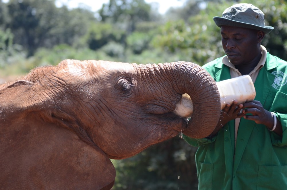 Phuket: Feeding Elephants at Phuket Elephant Care | ®ExcursionMania
