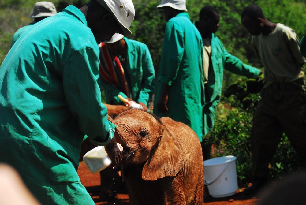 Phuket: Feeding Elephants at Phuket Elephant Care | ®ExcursionMania