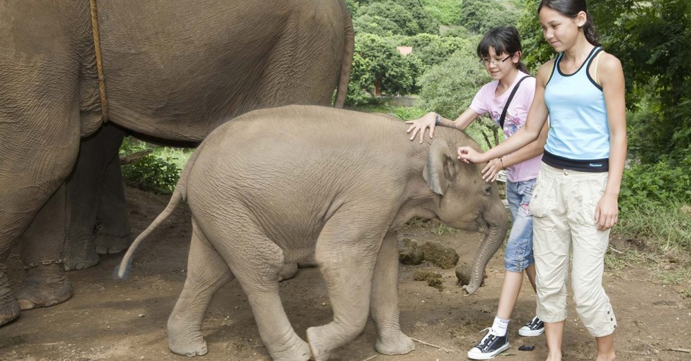 Phuket: Feeding Elephants at Phuket Elephant Care | ®ExcursionMania