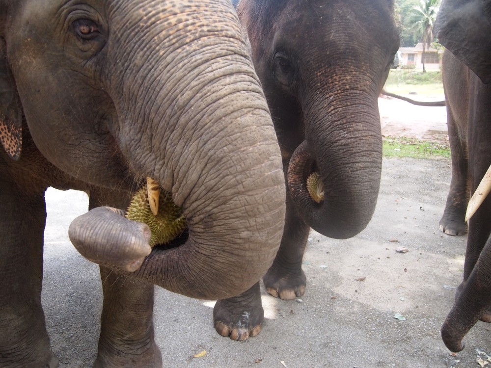 Phuket: Feeding Elephants at Phuket Elephant Care | ®ExcursionMania