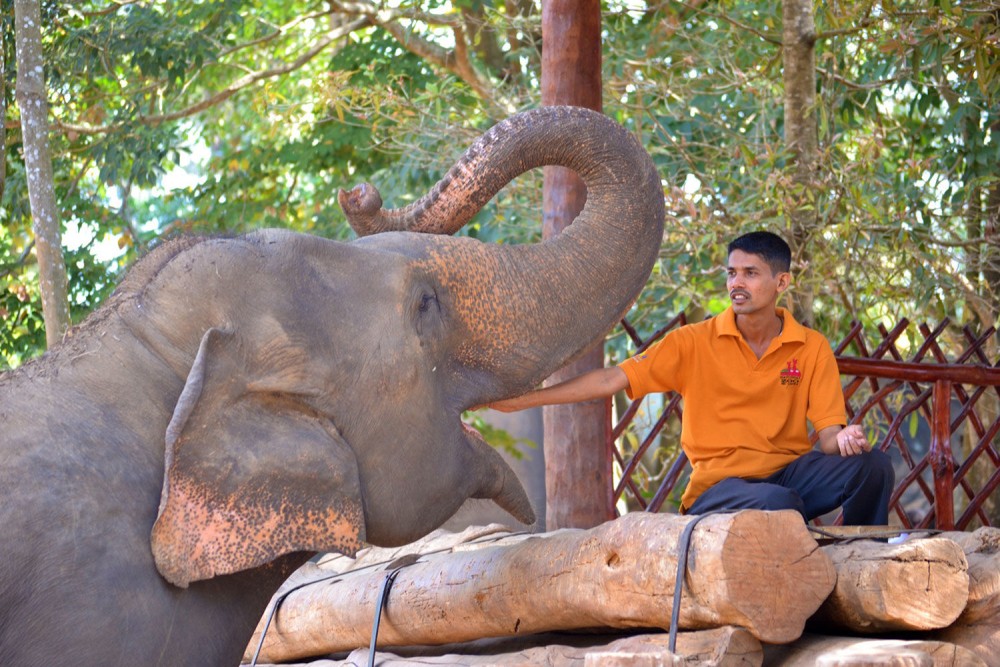 Phuket: Feeding Elephants at Phuket Elephant Care | ®ExcursionMania