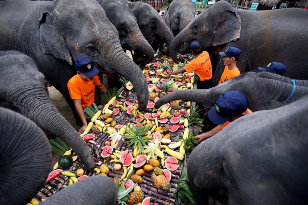 Phuket: Feeding Elephants at Phuket Elephant Care | ®ExcursionMania