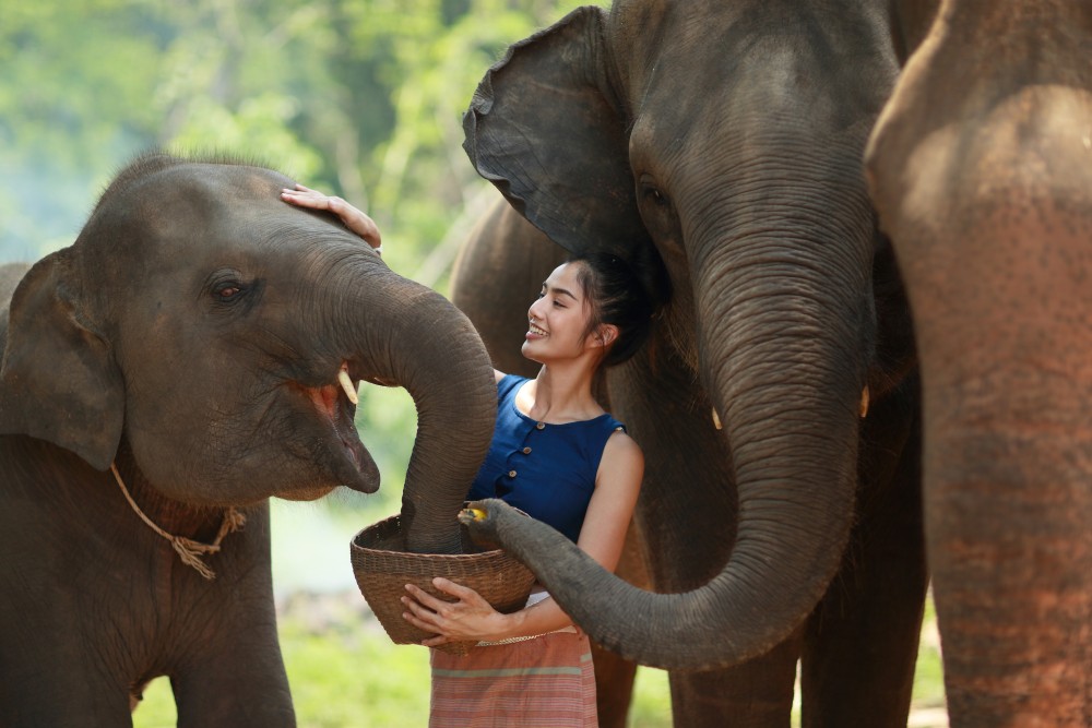 Phuket: Feeding Elephants at Phuket Elephant Care | ®ExcursionMania