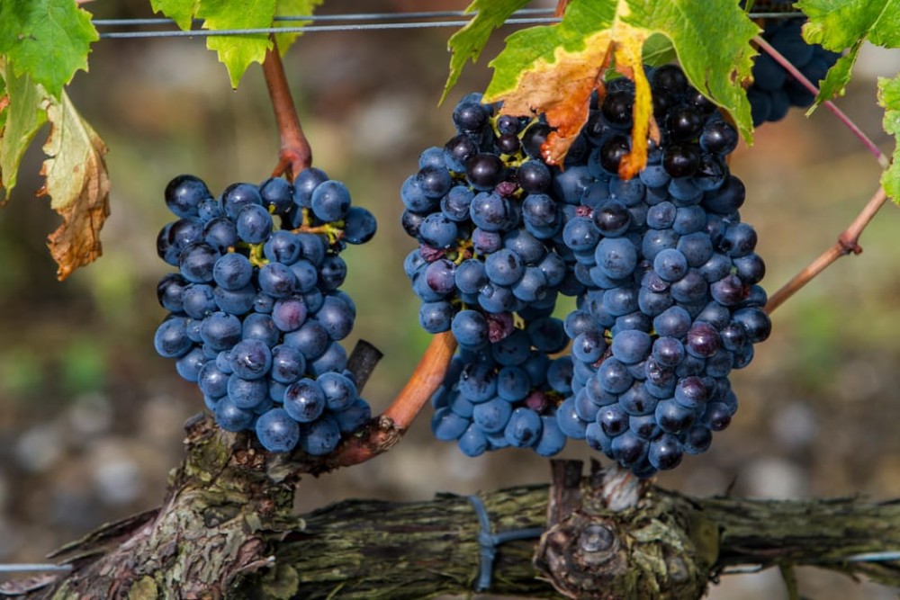 From Roma: Montepulciano and Montalcino, on the Wine Routes | ®ExcursionMania